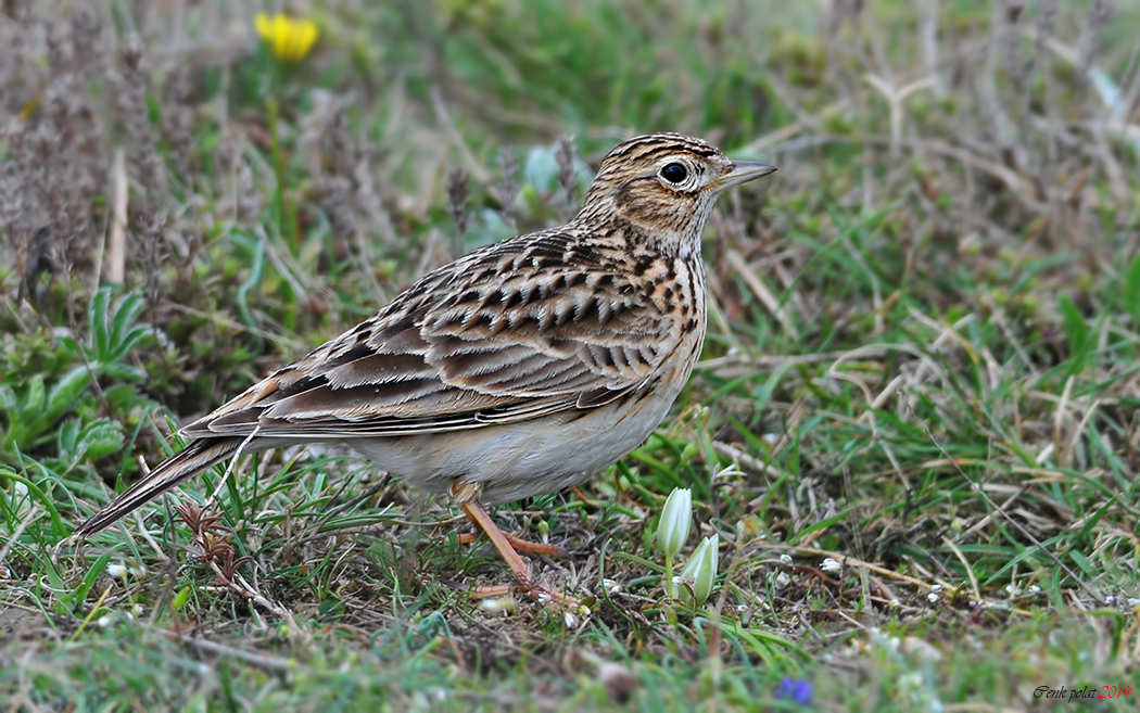 Eurasian Skylark
